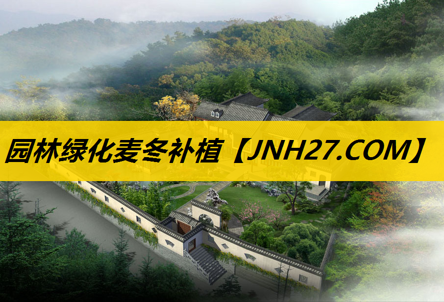 园林绿化麦冬补植