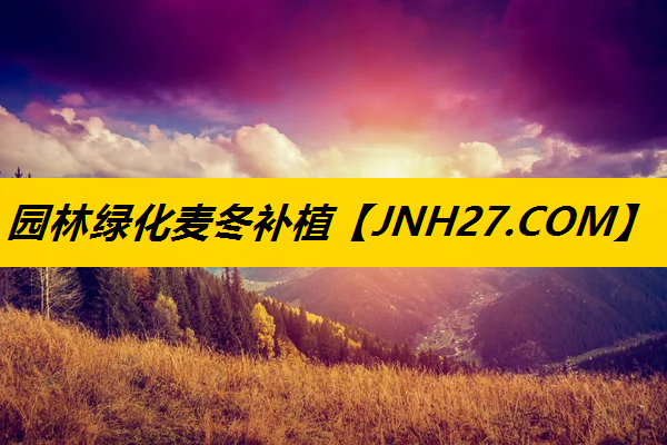 园林绿化麦冬补植