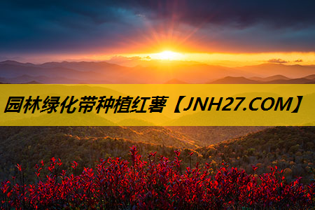 园林绿化带种植红薯