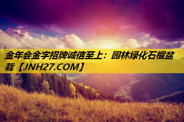 园林绿化石榴盆栽