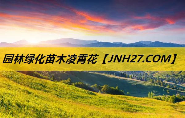 园林绿化苗木凌霄花