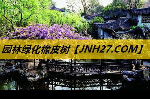 园林绿化橡皮树