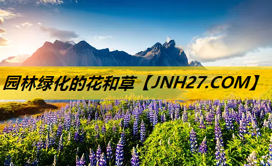 园林绿化的花和草