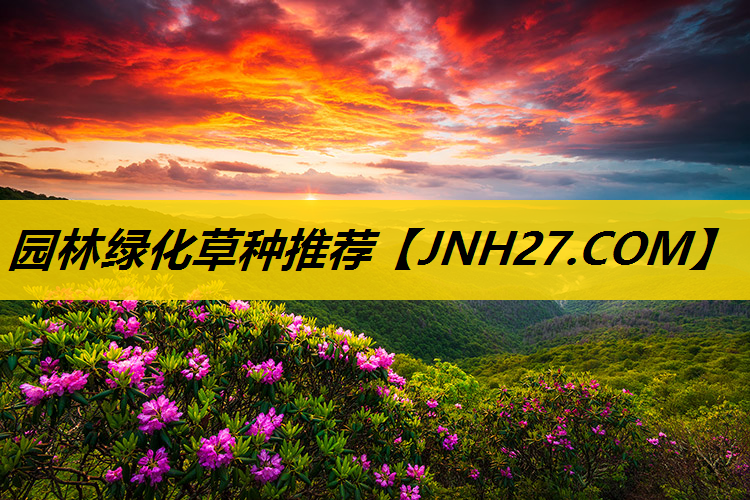园林绿化草种推荐