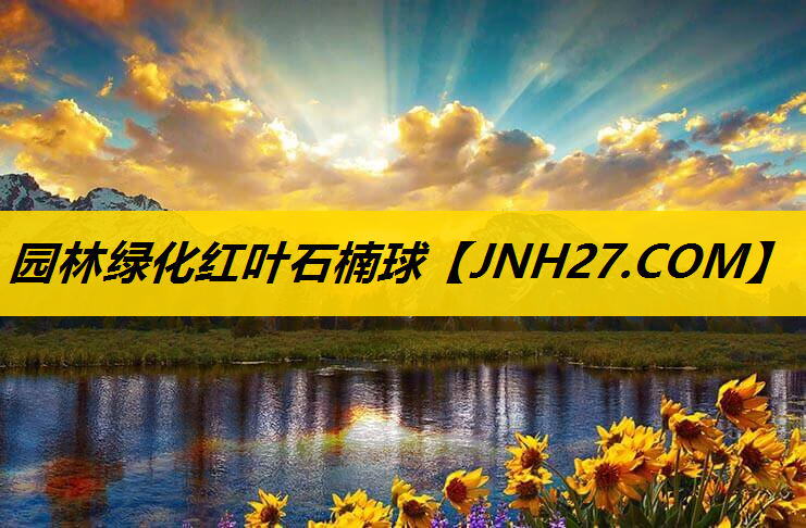 园林绿化红叶石楠球