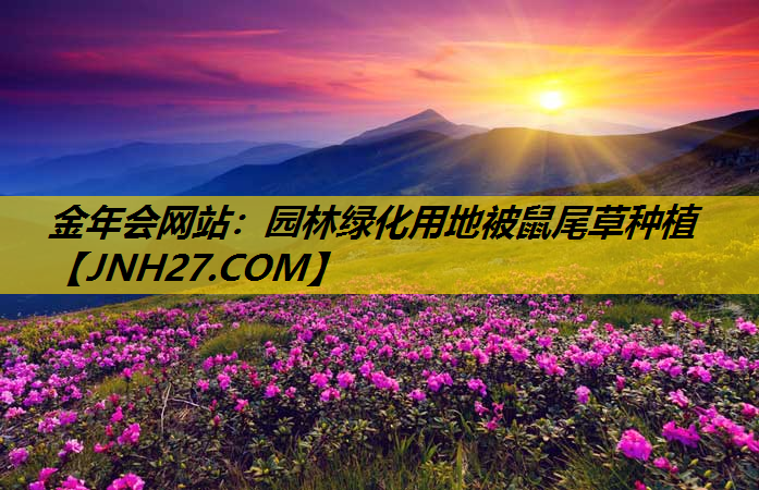 园林绿化用地被鼠尾草种植
